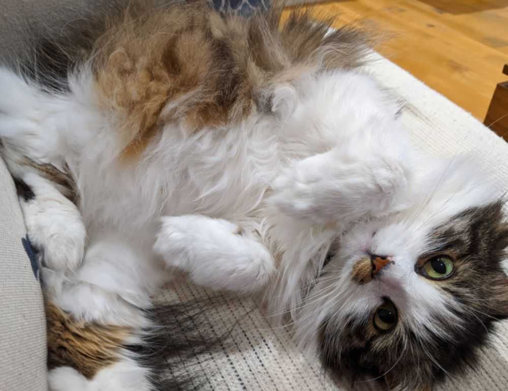 valan slap845 on mac