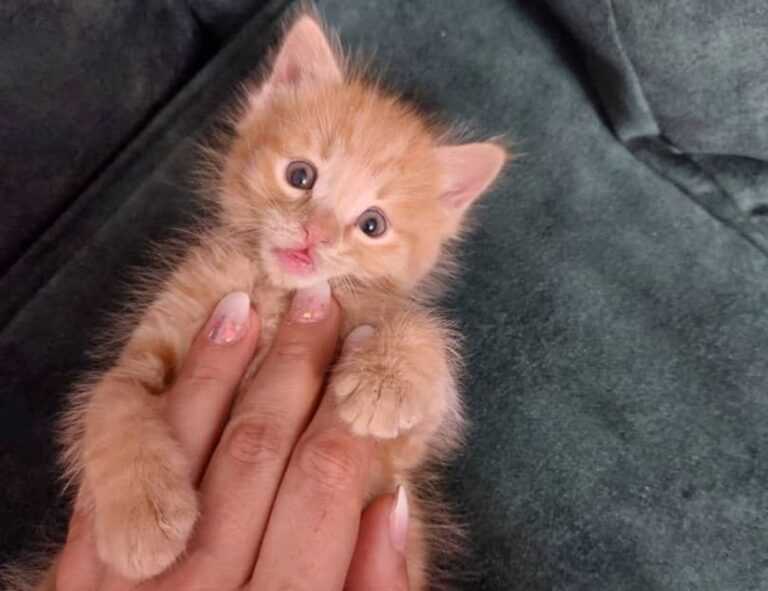 what noodles do you use for zavagouda