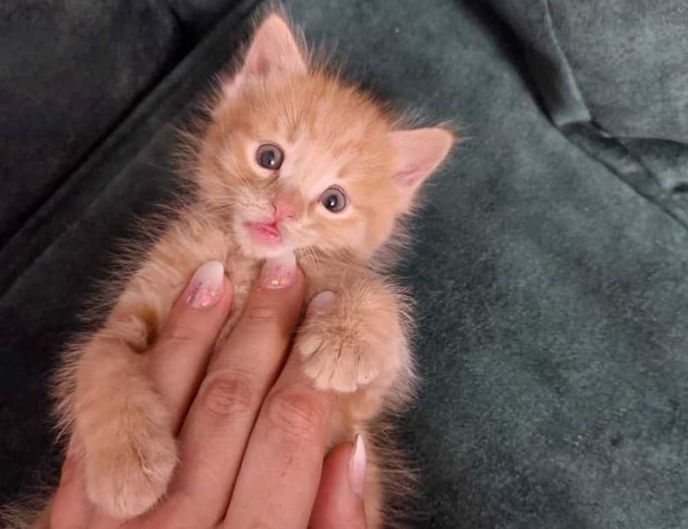 what noodles do you use for zavagouda