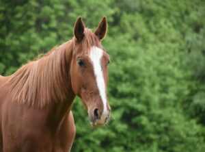 Nft Whitelist Etrsnft