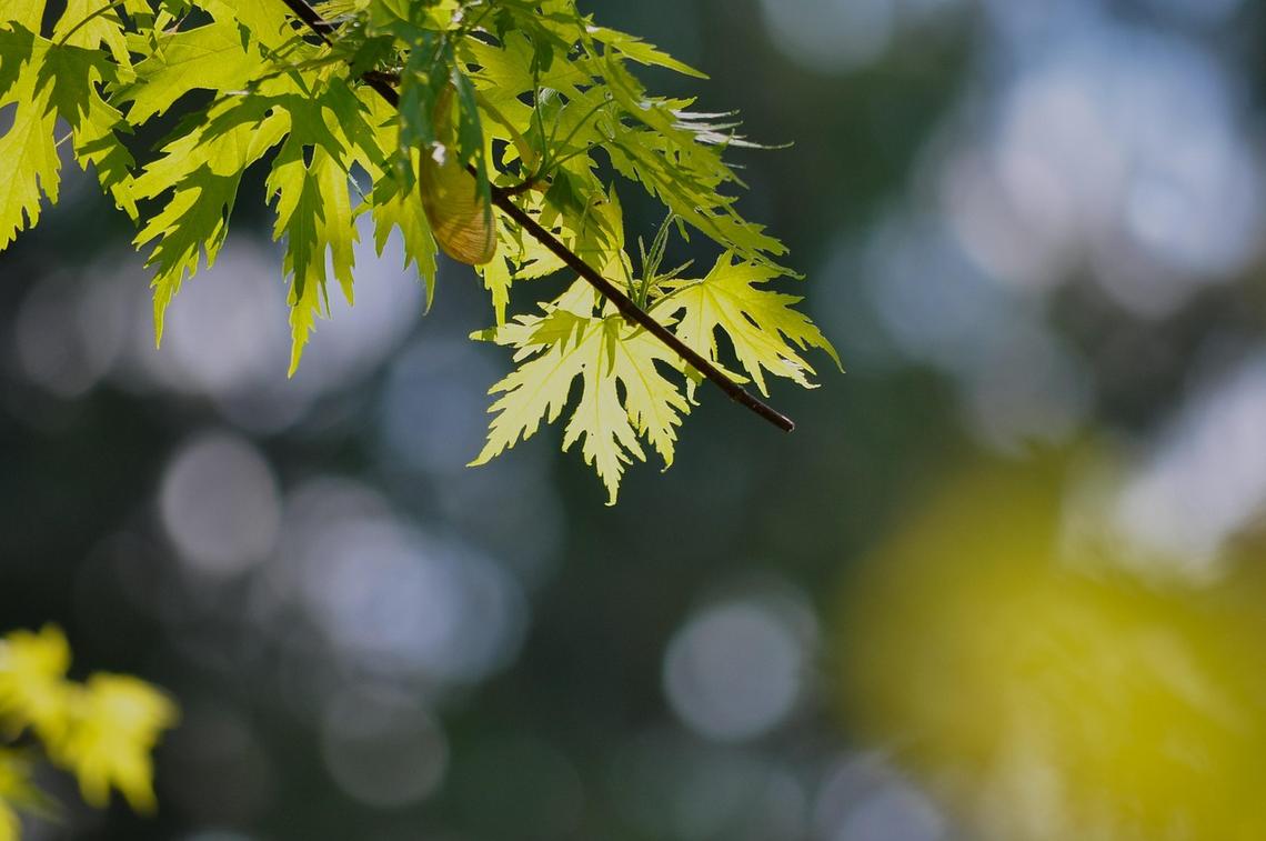 silver maple
